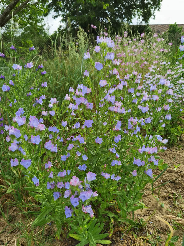 Echium sp vulgare